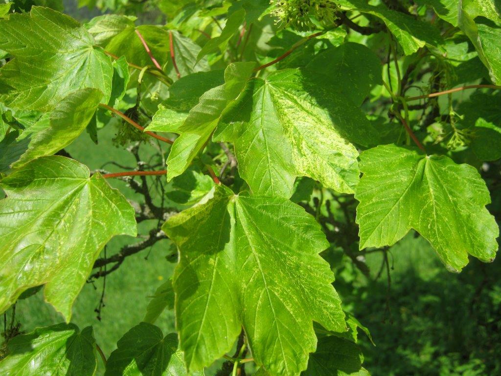 Acer pseudoplatanus Leopoldii, Greiz, 2014
