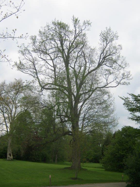 Acer pseudoplatanus