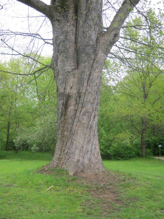 Acer pseudoplatanus, Greiz, 2014