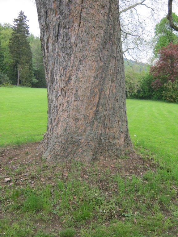 Acer pseudoplatanus, Greiz, 2014