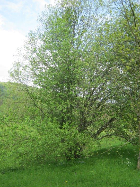 caprea Salix