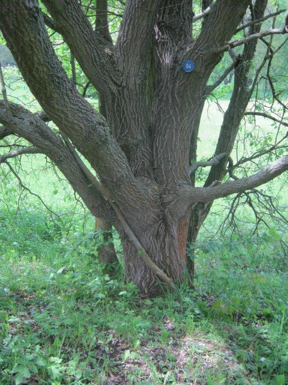 Salix caprea, Greiz, 2014