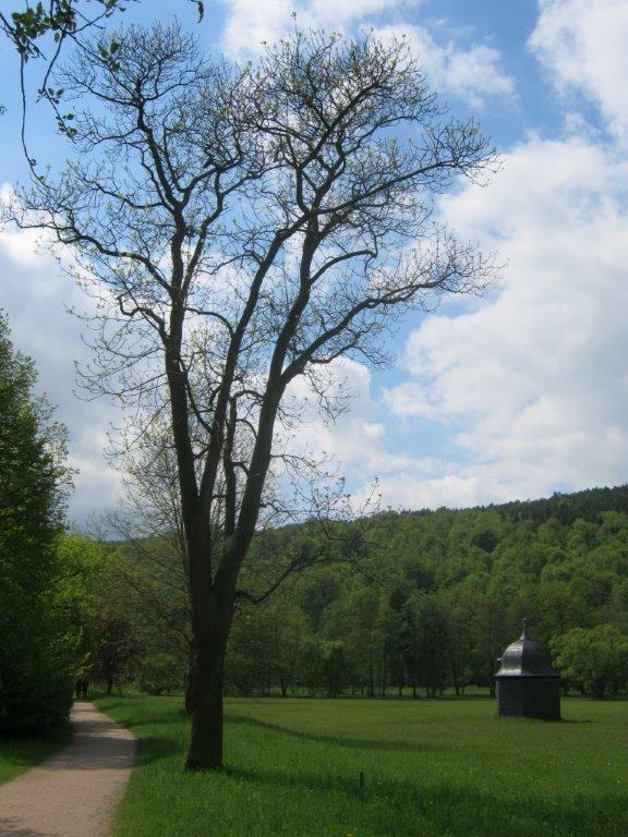americana Fraxinus