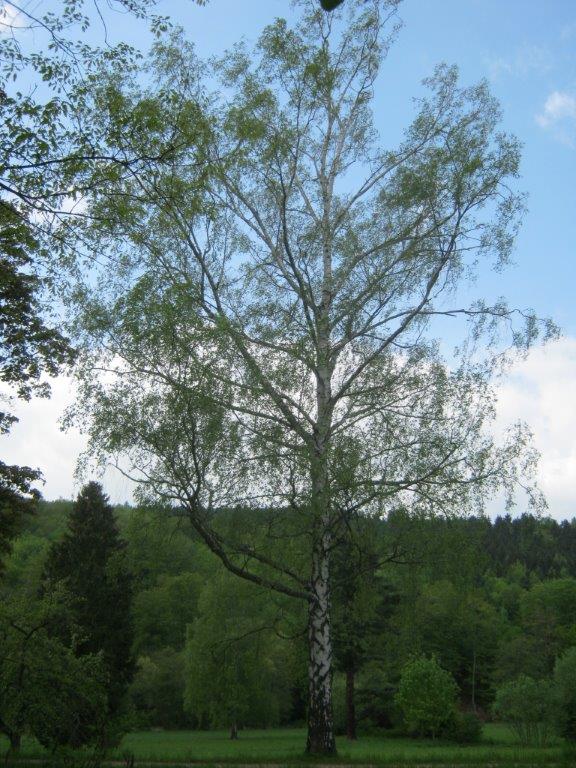 Betula pendula