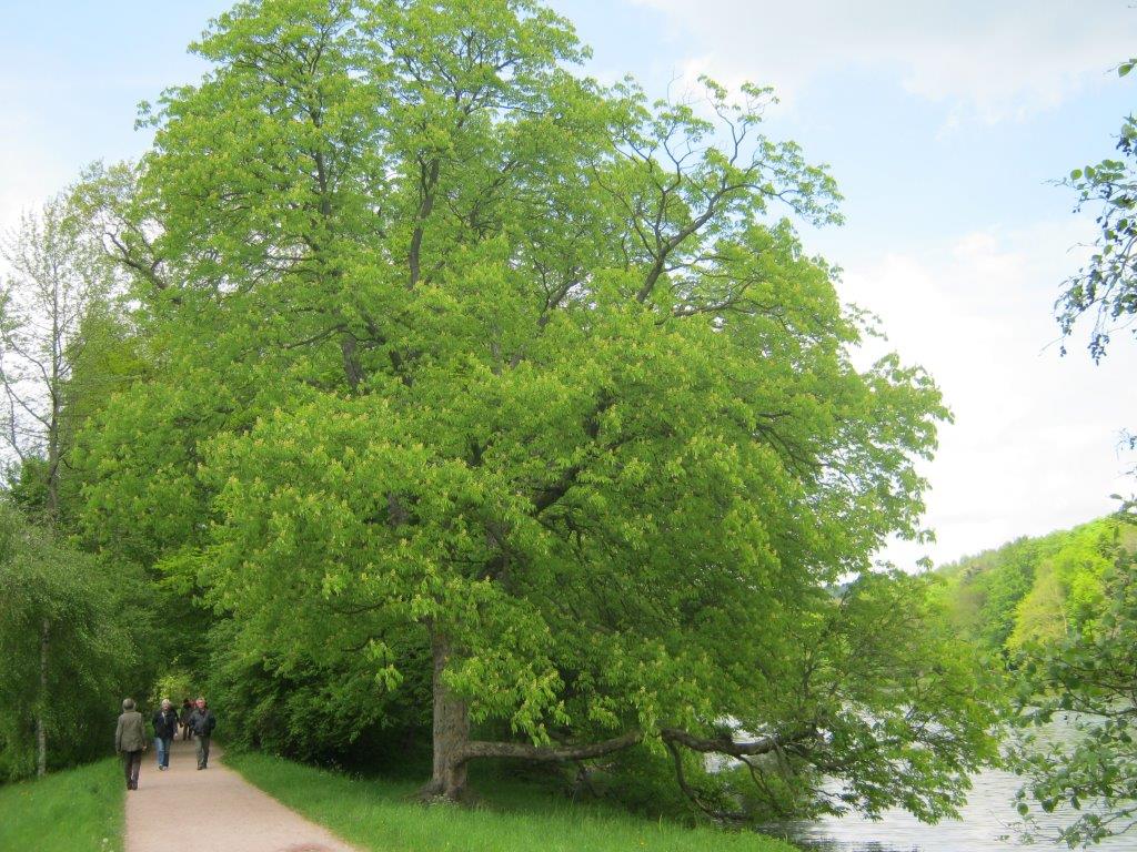 Aesculus flava