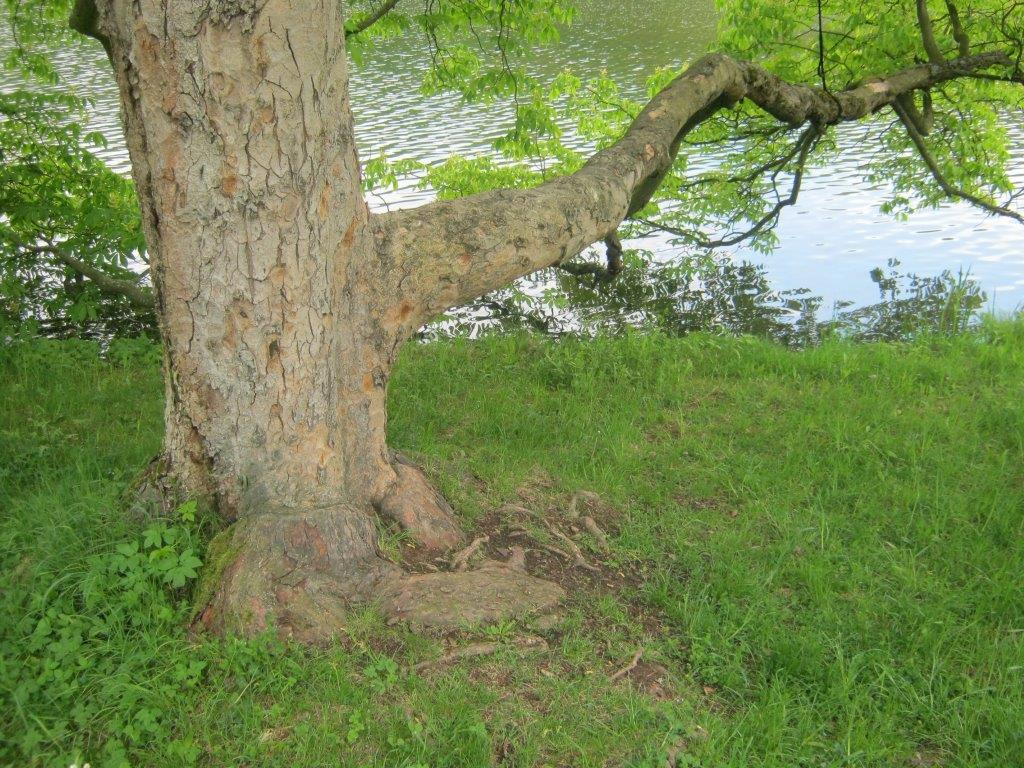 Aesculus flava, Greiz, 2014