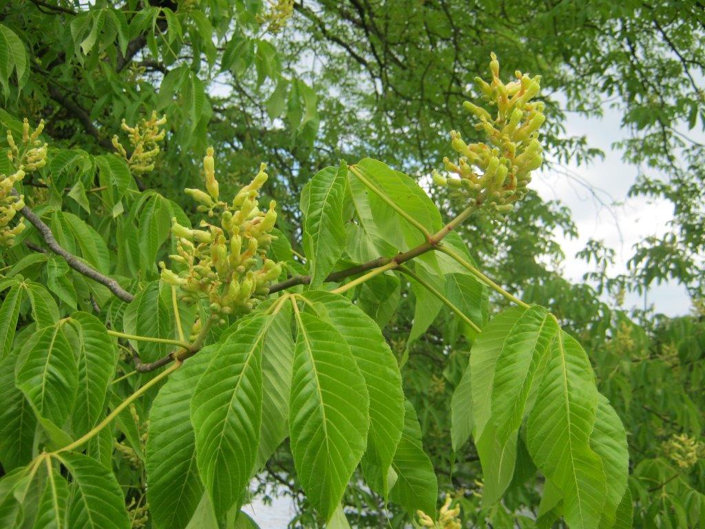 Aesculus flava, Greiz, 2014