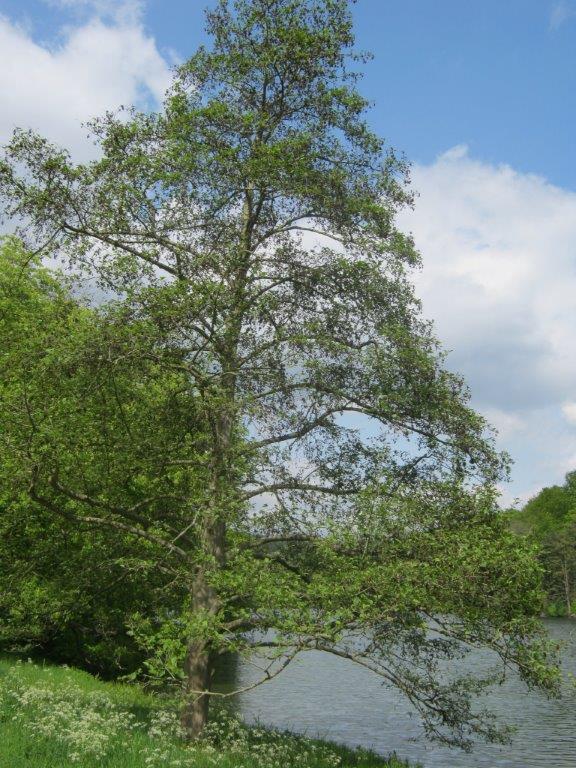 Alnus incana subsp. incana
