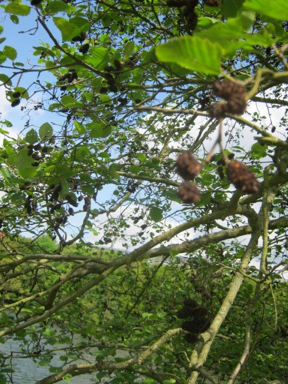 Alnus incana, Greiz, 2014