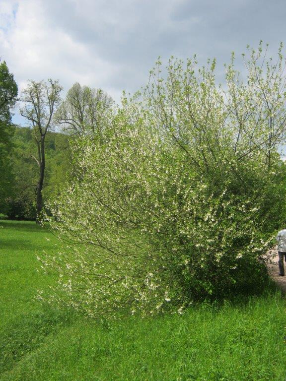 carolina Halesia