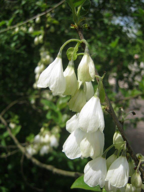 Halesia carolina, Greiz, 2014