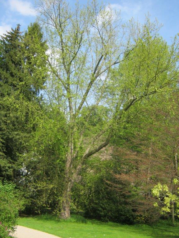 'Laciniatum Wieri' Acer saccharinum