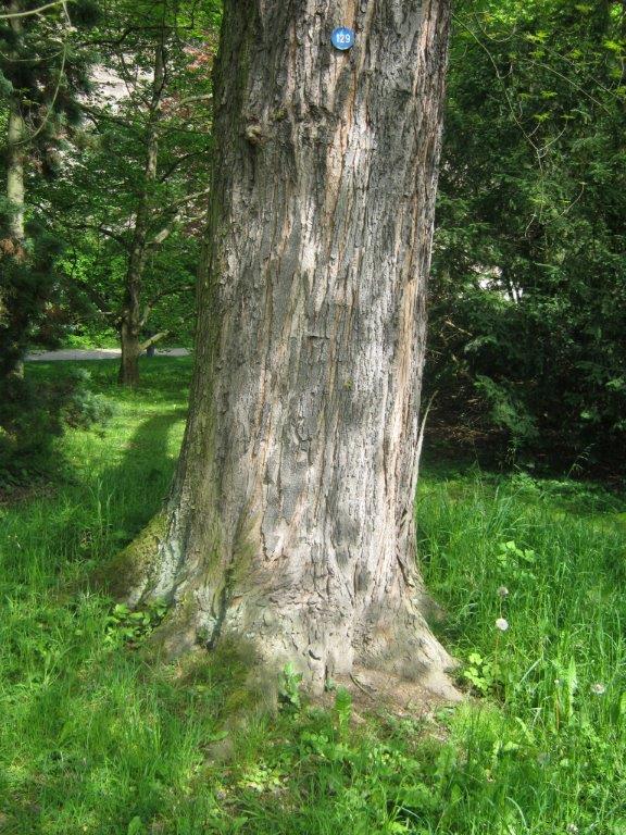 Acer saccharinum Wieri, Greiz, 2014