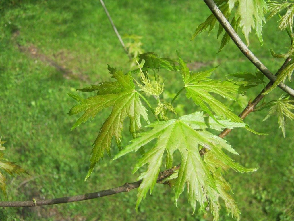 Acer saccharinum Wieri, Greiz, 2014