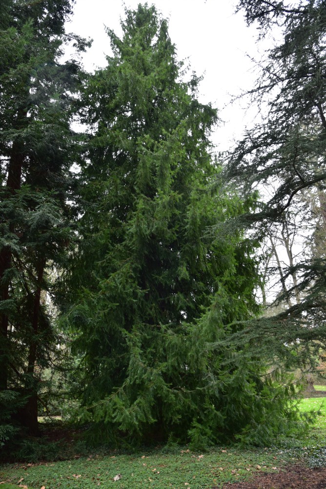 californica Torreya