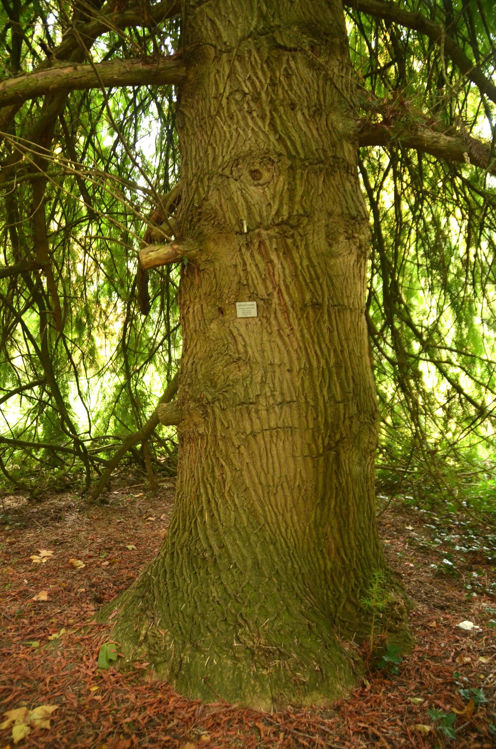 Torreya californica - Mainau - 2021