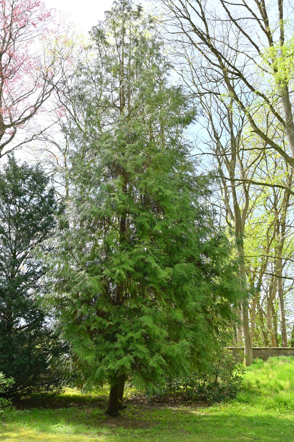 Thujopsis dolabrata - Park Hullerbusch - April 2024