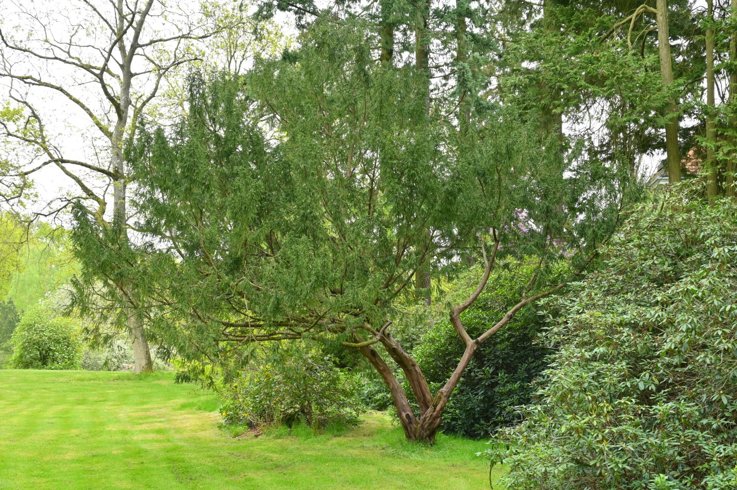 'Adpressa' baccata Taxus