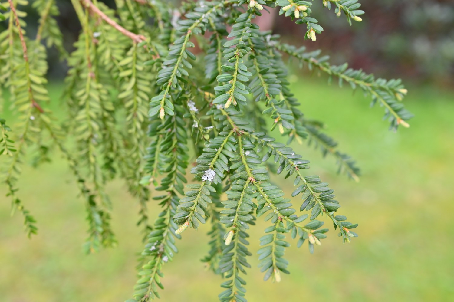 Taxus baccata 'Adpressus' - Park Hullerbusch - April 2024