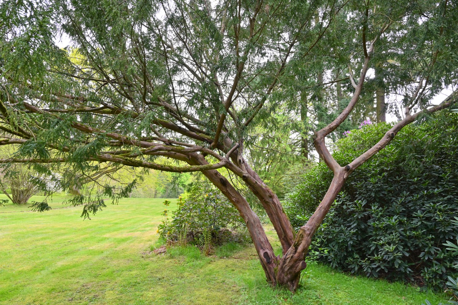 Taxus baccata 'Adpressus' - Park Hullerbusch - April 2024