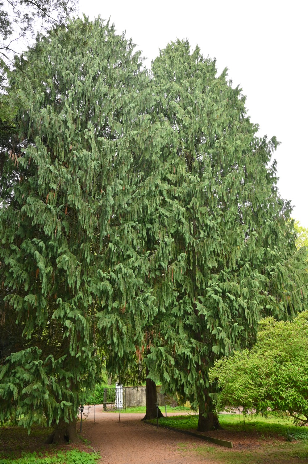 'Pendula' Cupressus nootkatensis