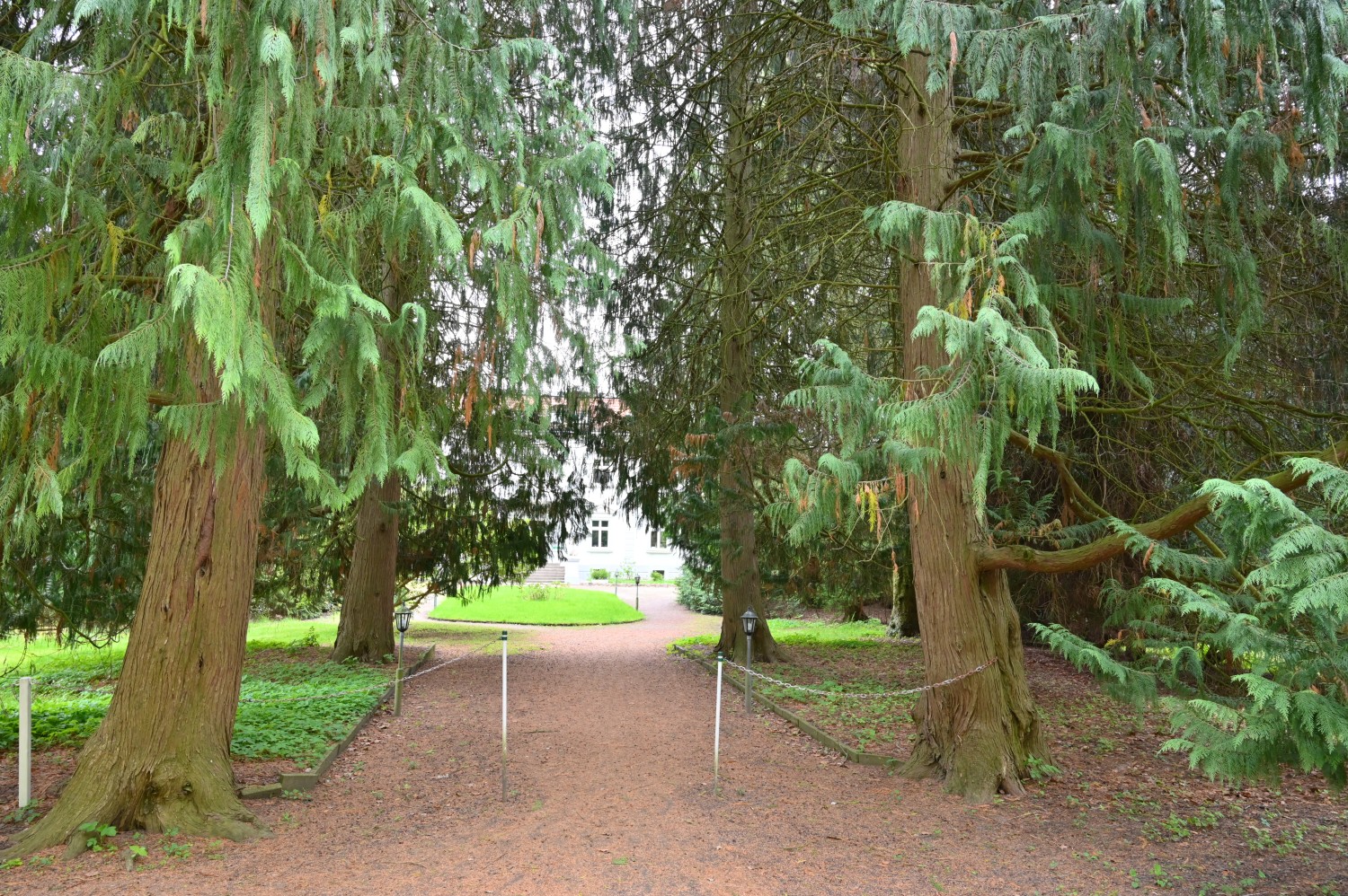 Cupressus nootkatensis 'Pendula' - Park Hullerbusch - April 2024