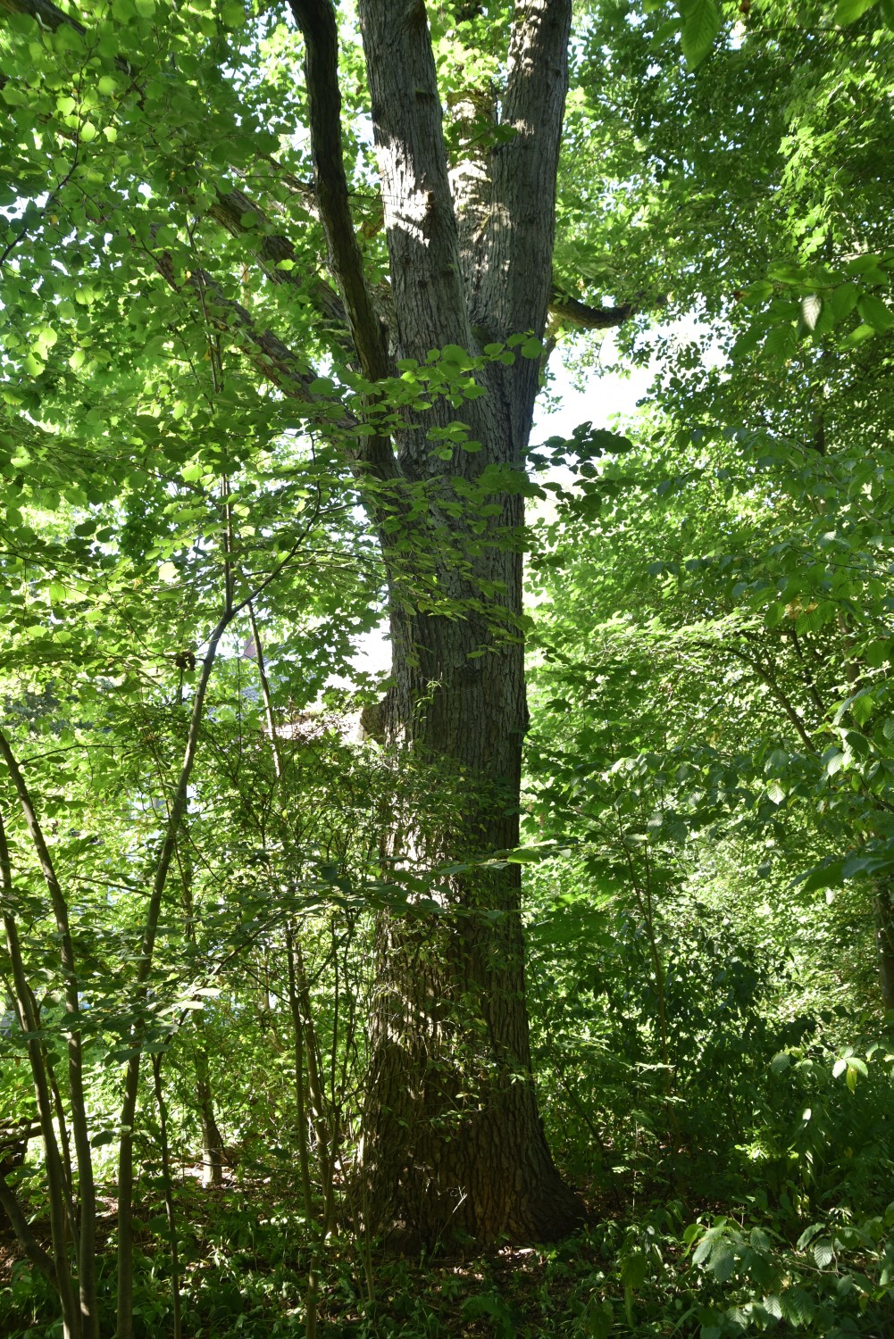 Persische Eiche - Biesenthal - 2020