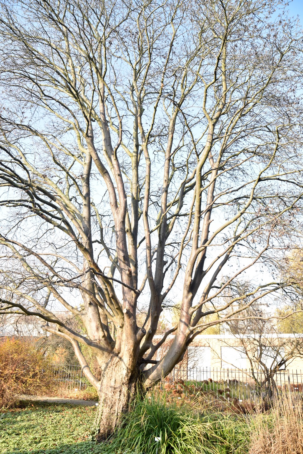 intermedia Sorbus
