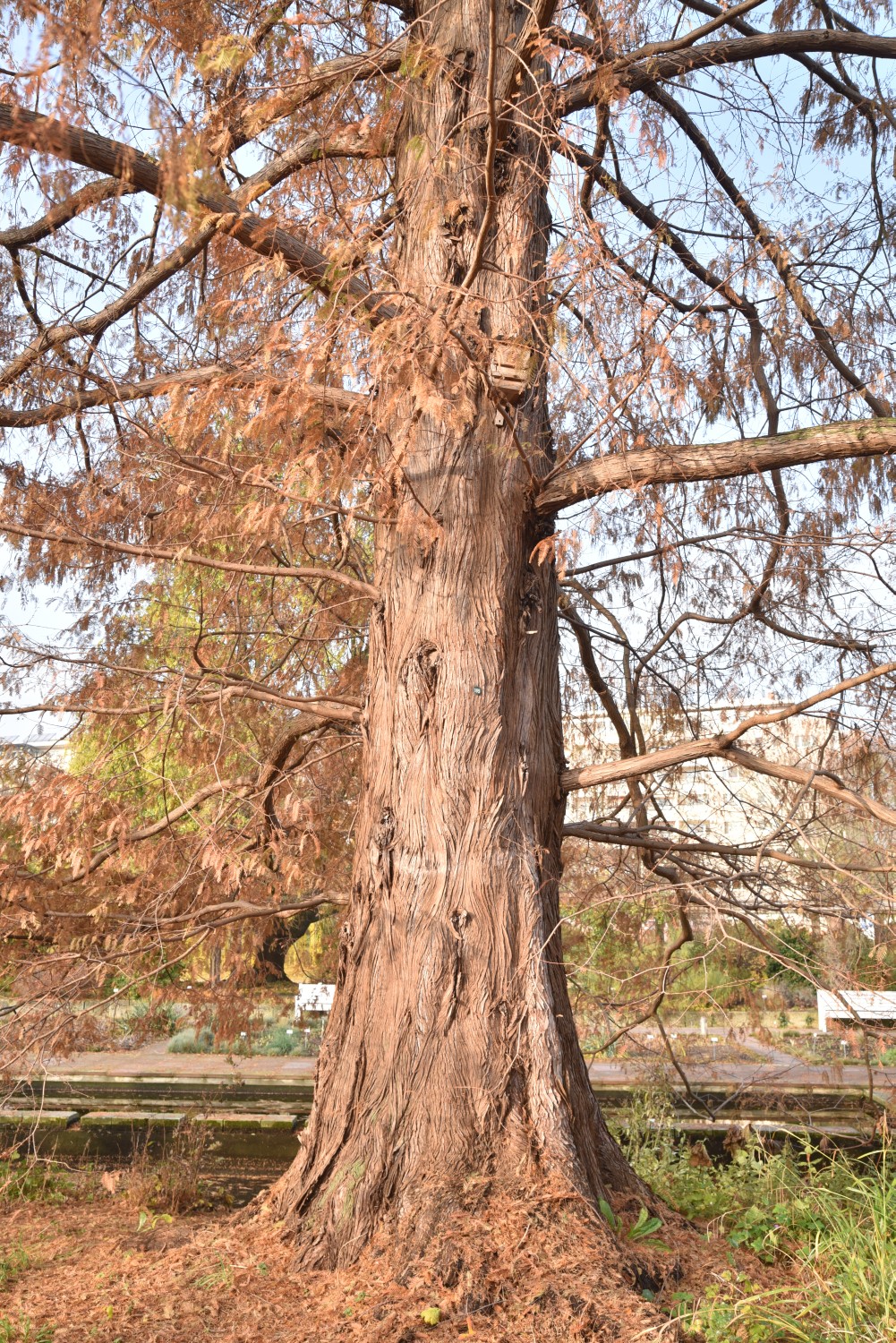 Metasequoia glyptostroboides - Potsdam, Freundschaftsinsel - November 2019