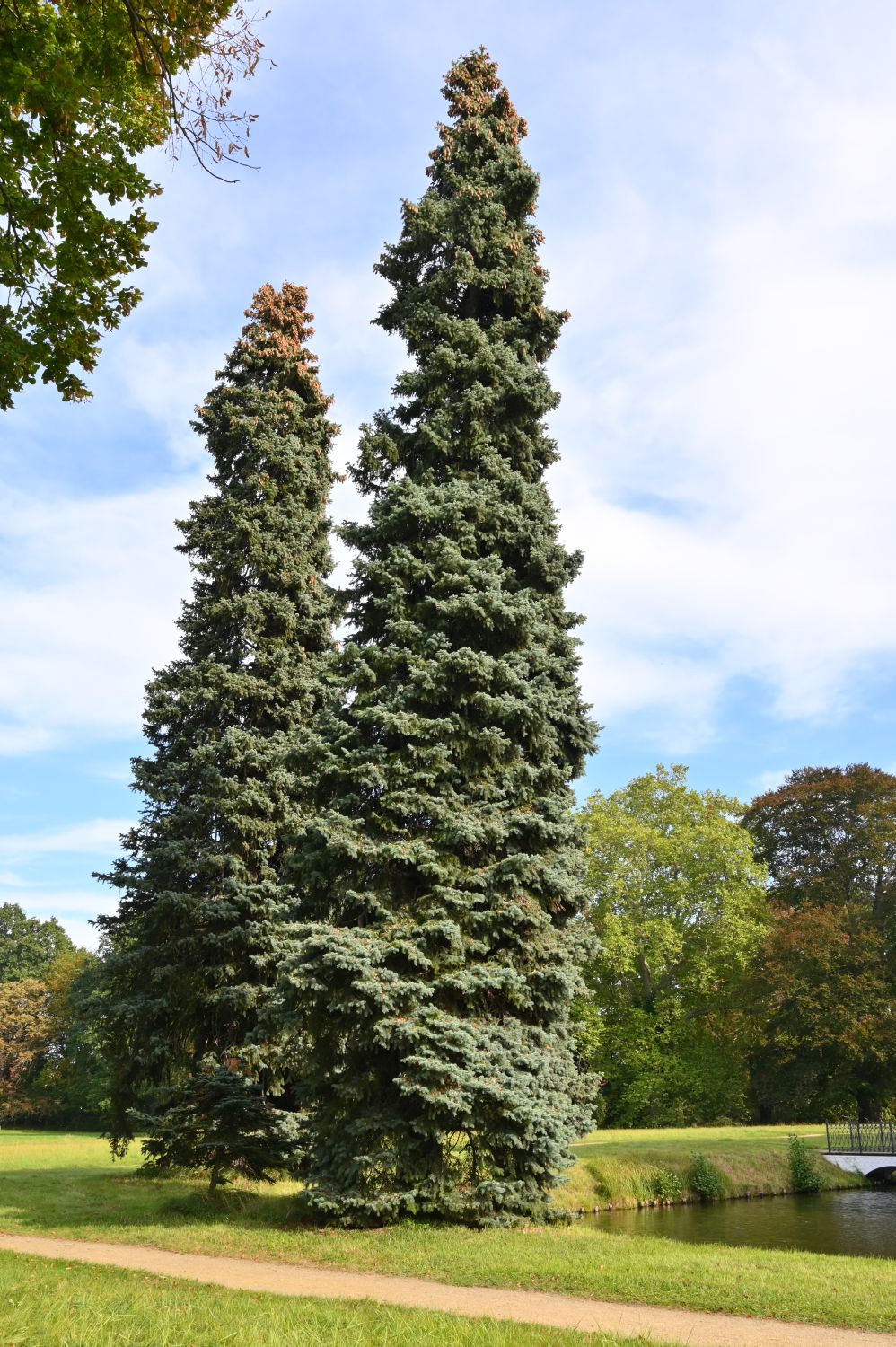 'Glauca' Picea pungens