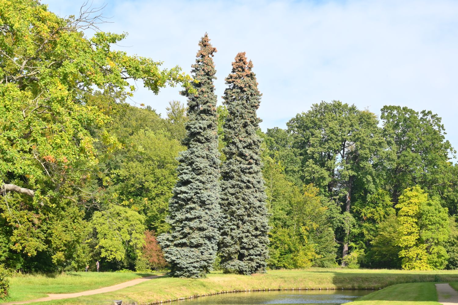 Picea pungens 'Glauca' - Fürstlich Drehna - Oktober 2020