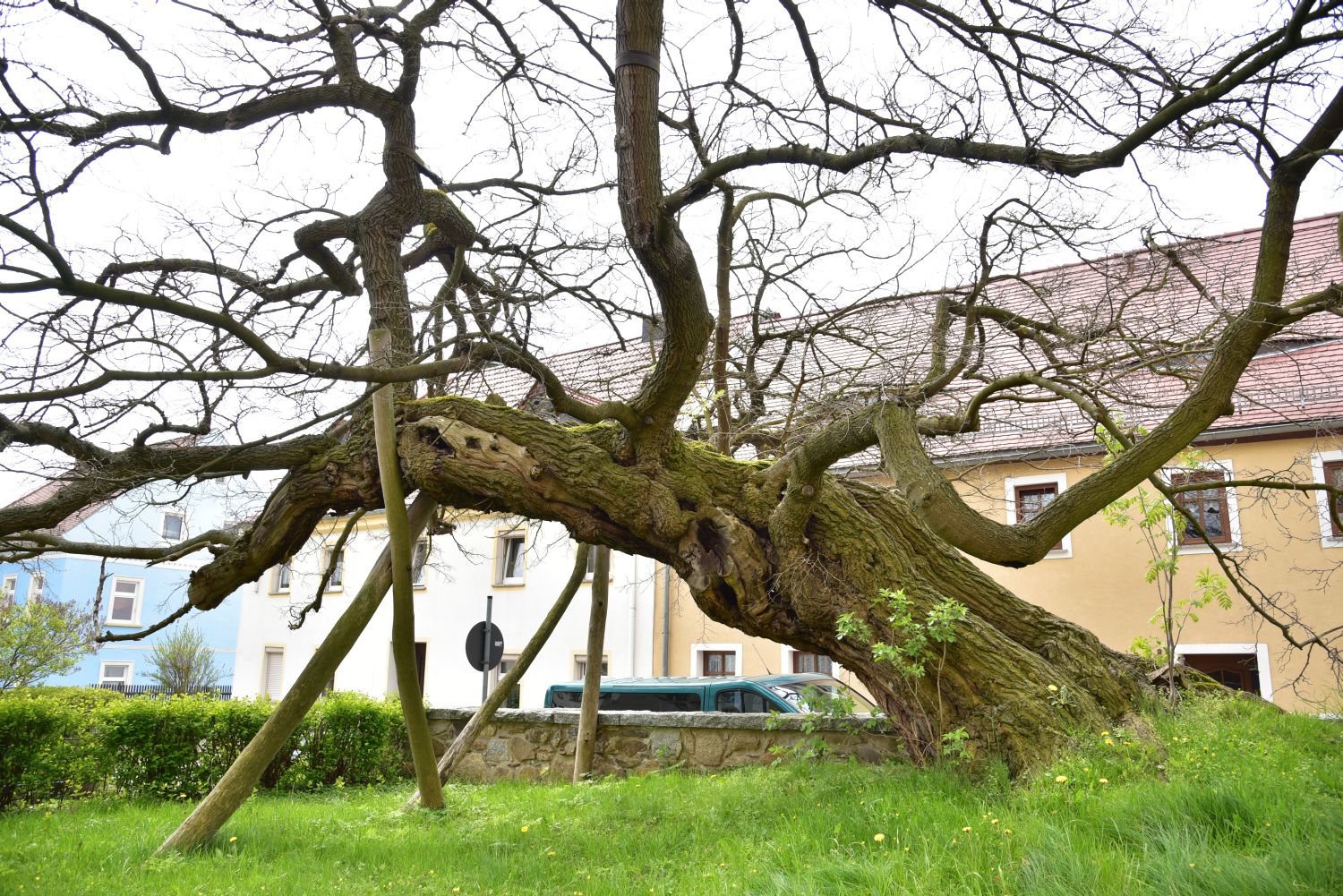 Weißer Maulbeerbaum - Elstra, Kirchhof - 2016