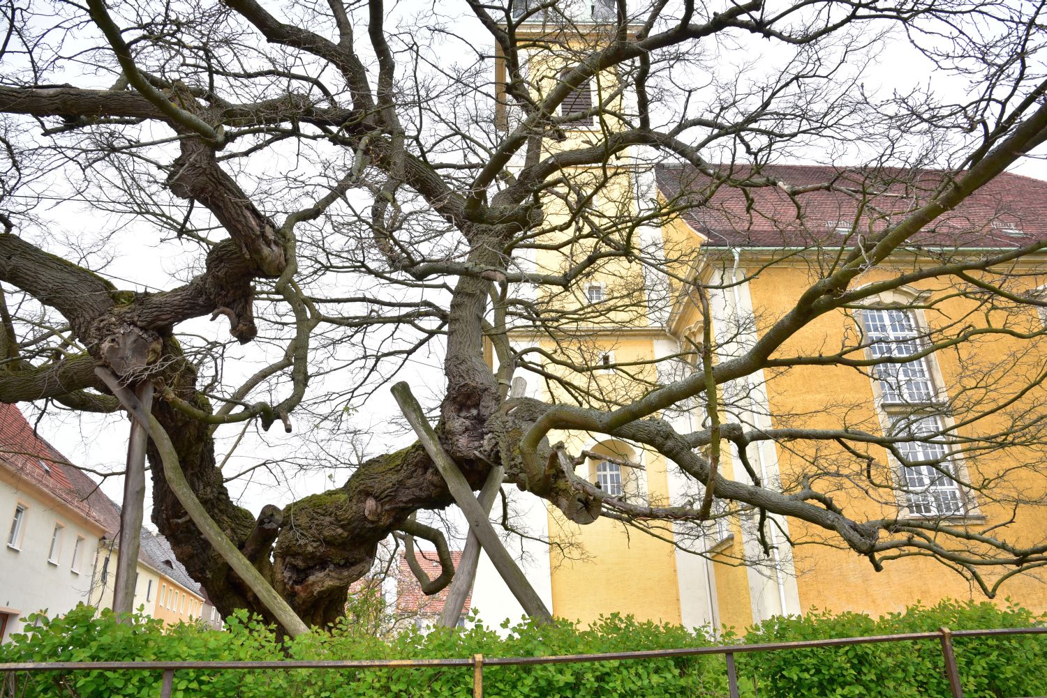 Weißer Maulbeerbaum - Elstra, Kirchhof - 2016