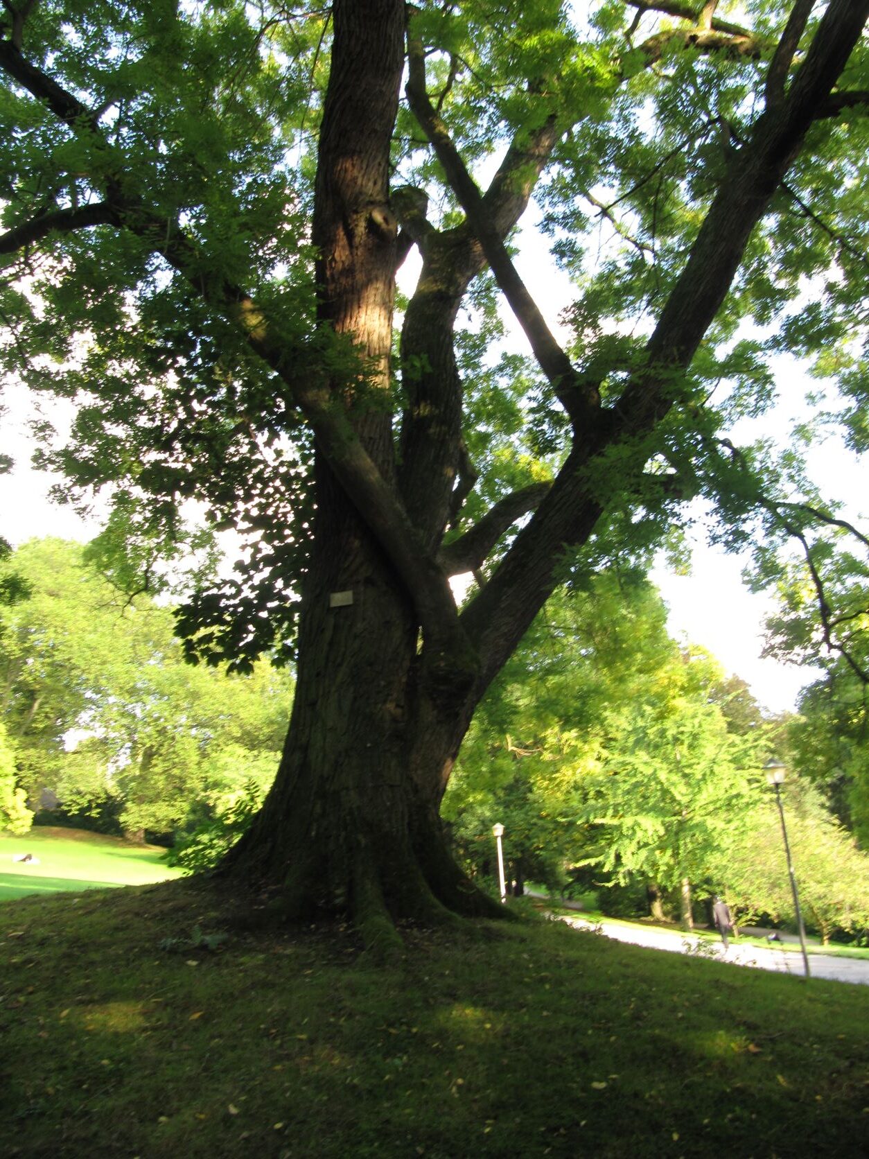 Styphnolobium japonicum - Stadtpark Bochum - September 2022