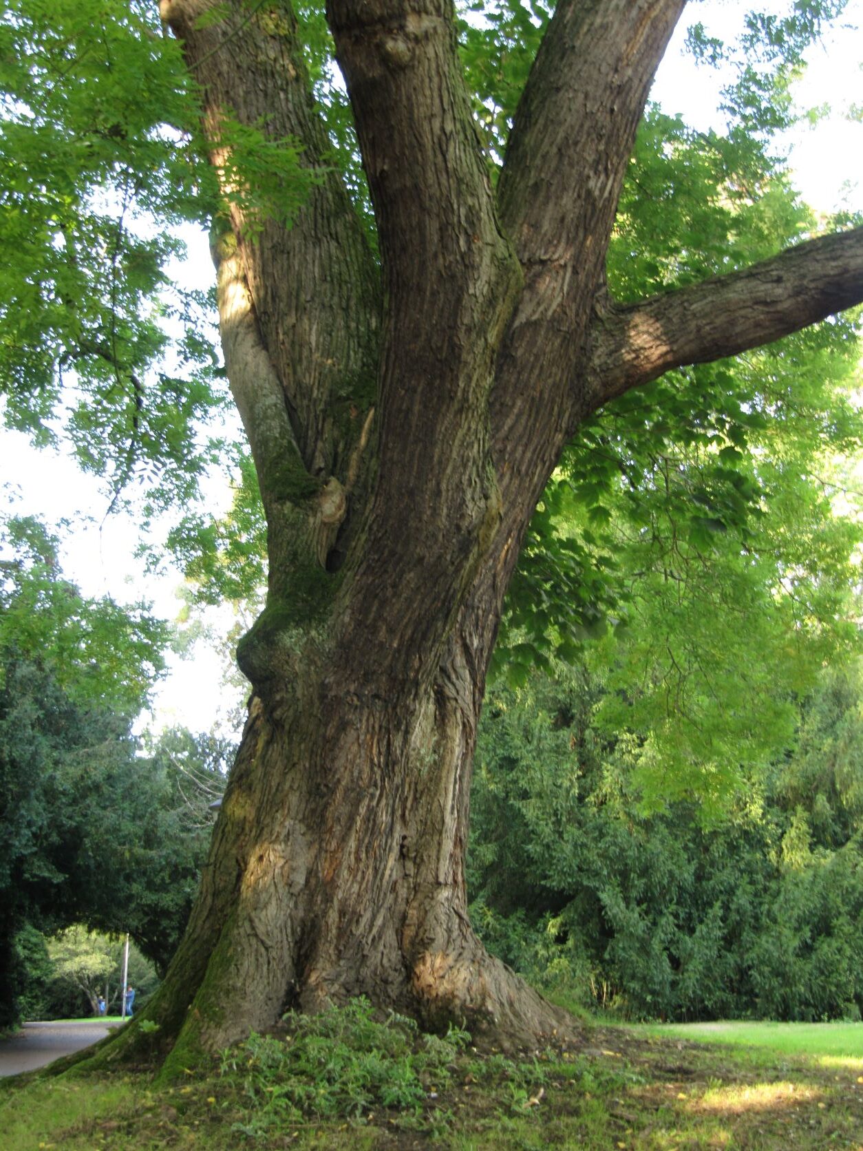 Styphnolobium japonicum - Stadtpark Bochum - September 2022
