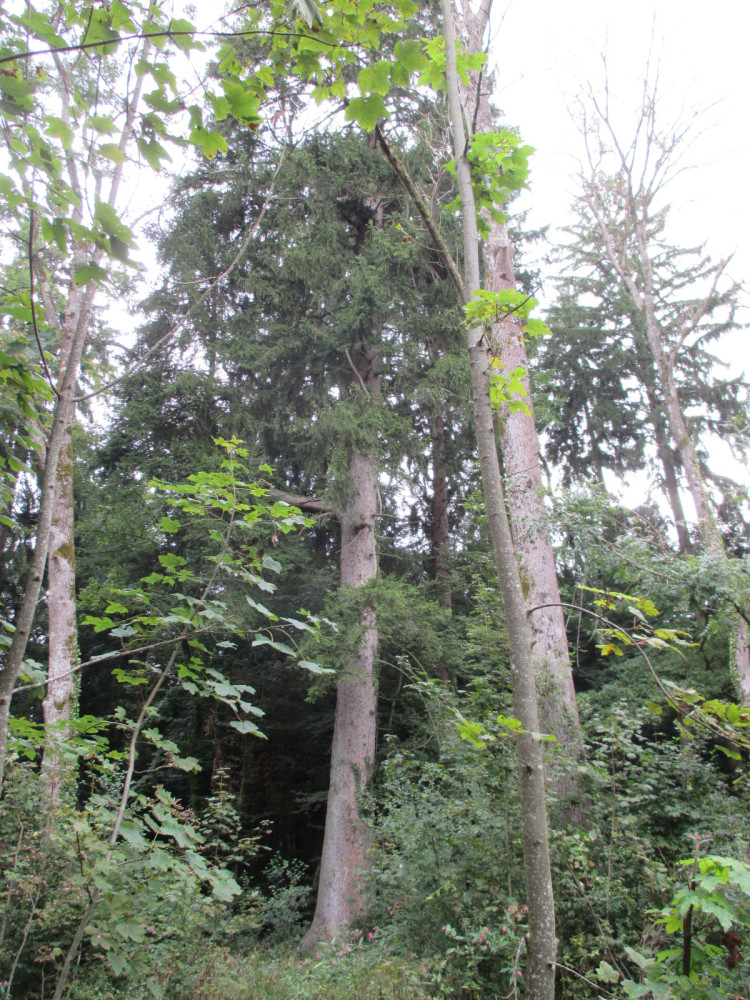 Picea abies - Seewald -2014