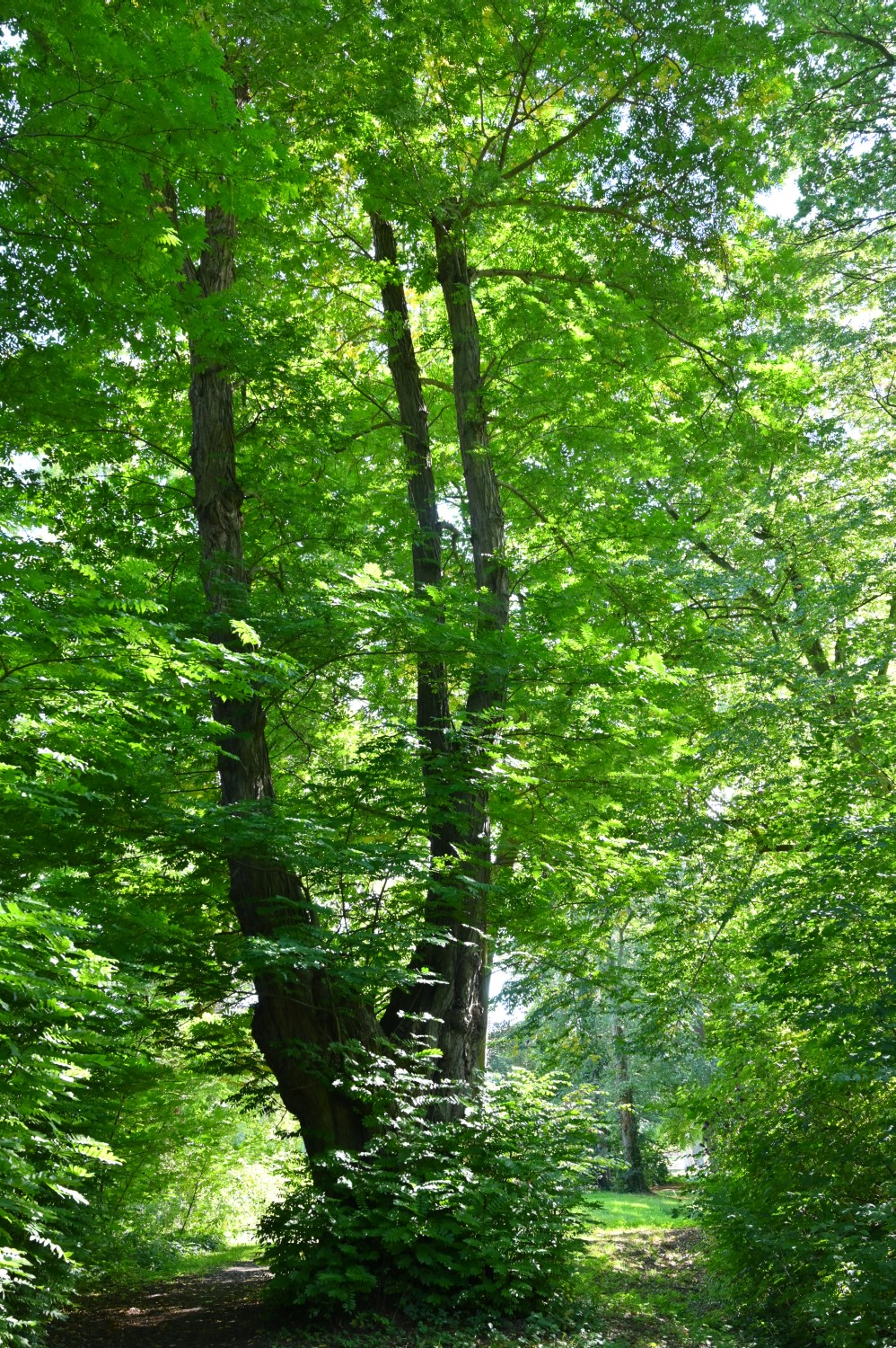 Pterocarya fraxinifolia - Lützow - September 2022
