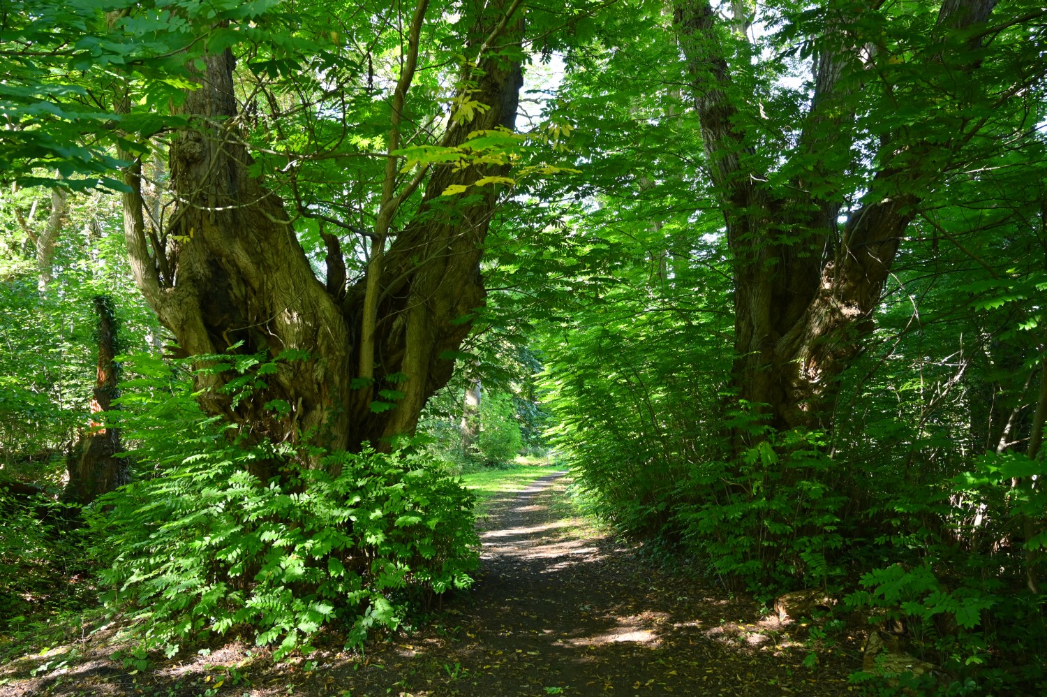 Pterocarya fraxinifolia - Lützow - September 2022