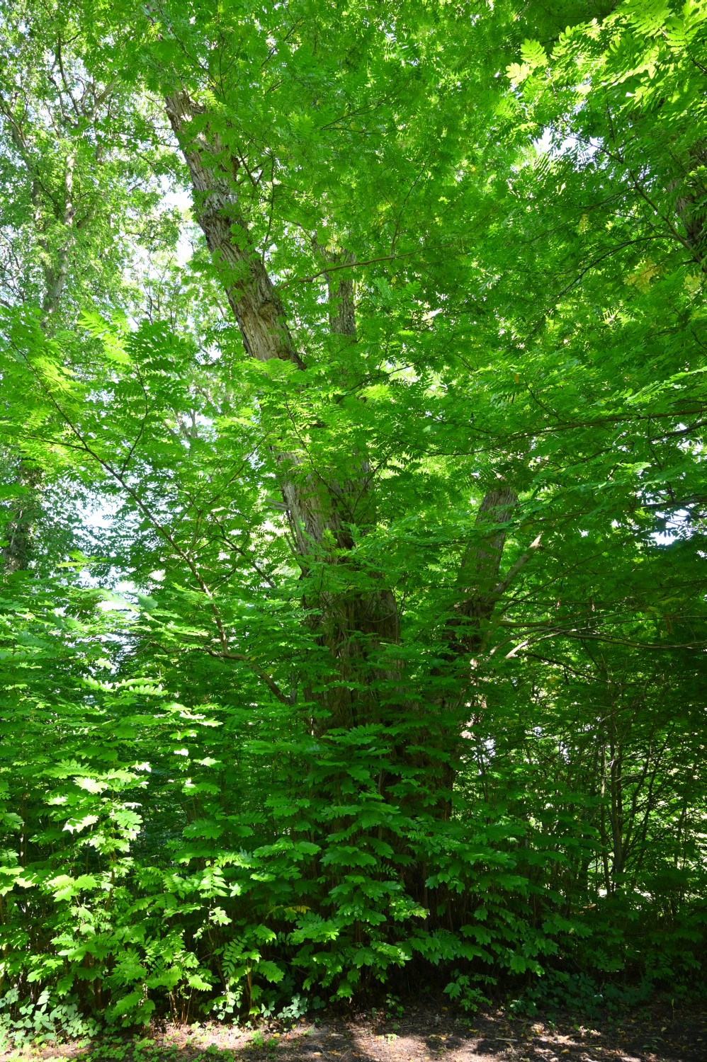 Pterocarya fraxinifolia - Lützow - September 2022
