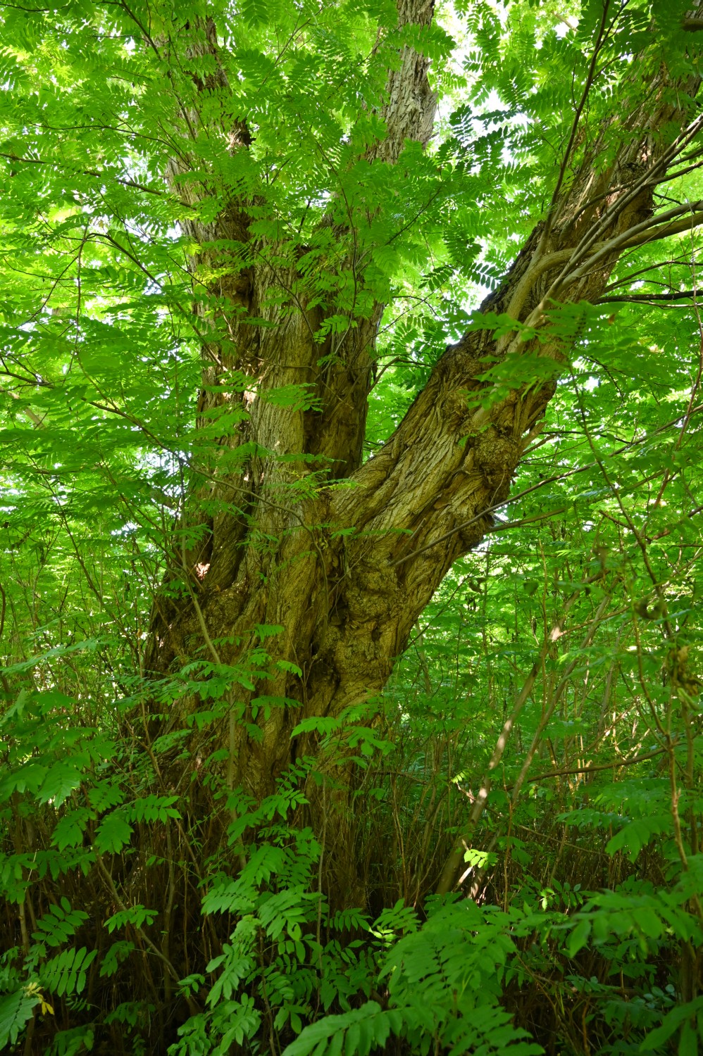 Pterocarya fraxinifolia - Lützow - September 2022