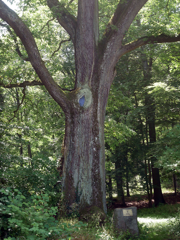Quercus petraea - Misselbach - 2014