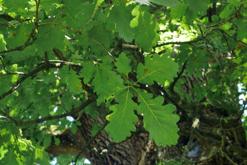 Quercus petraea - Misselbach - 2014