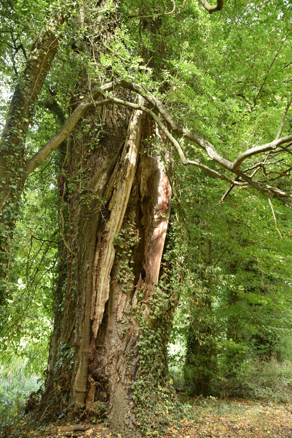 Populus alba - Bomsdorf - 2019