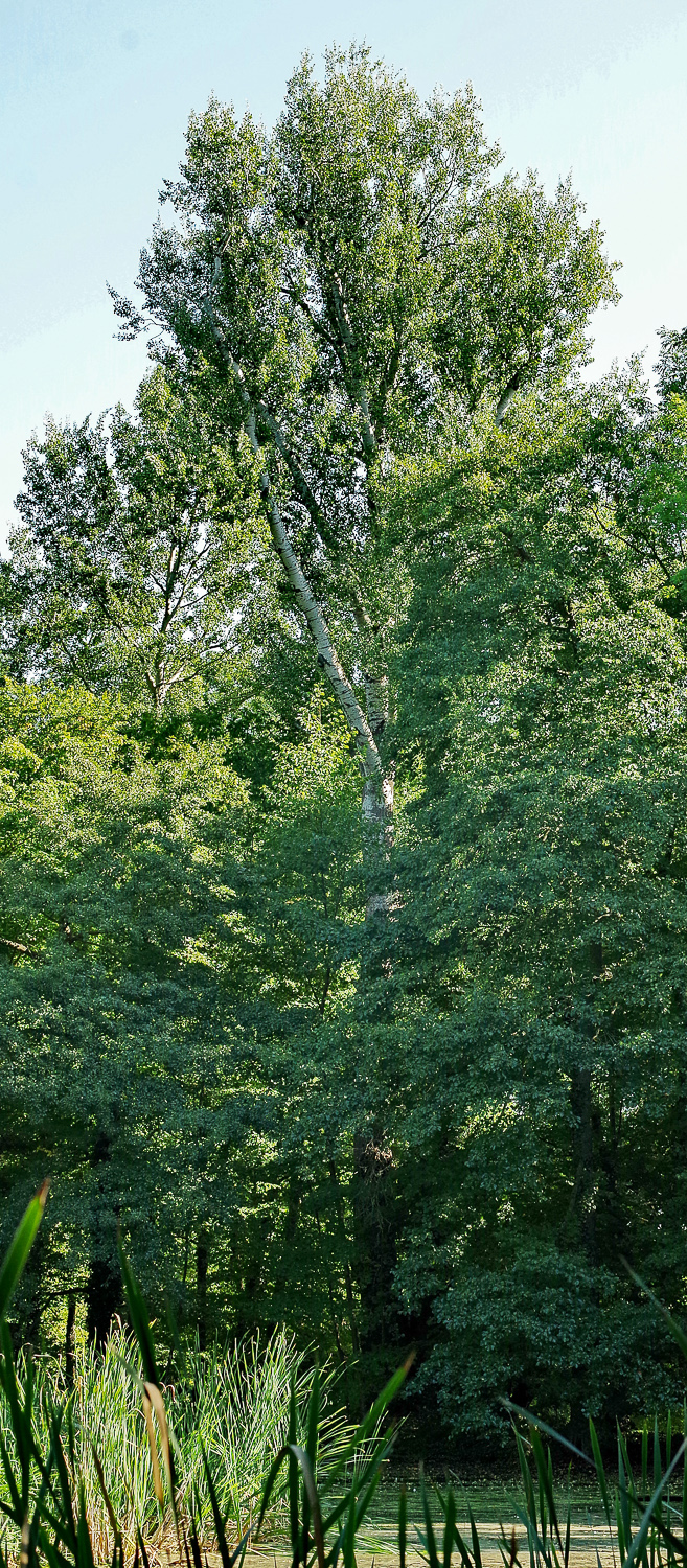 Populus alba - Bomsdorf - 2016