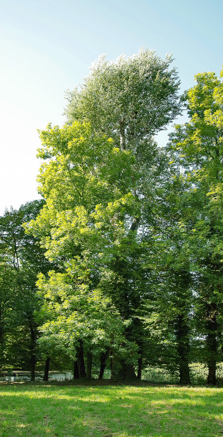 Populus alba - Bomsdorf - 2016