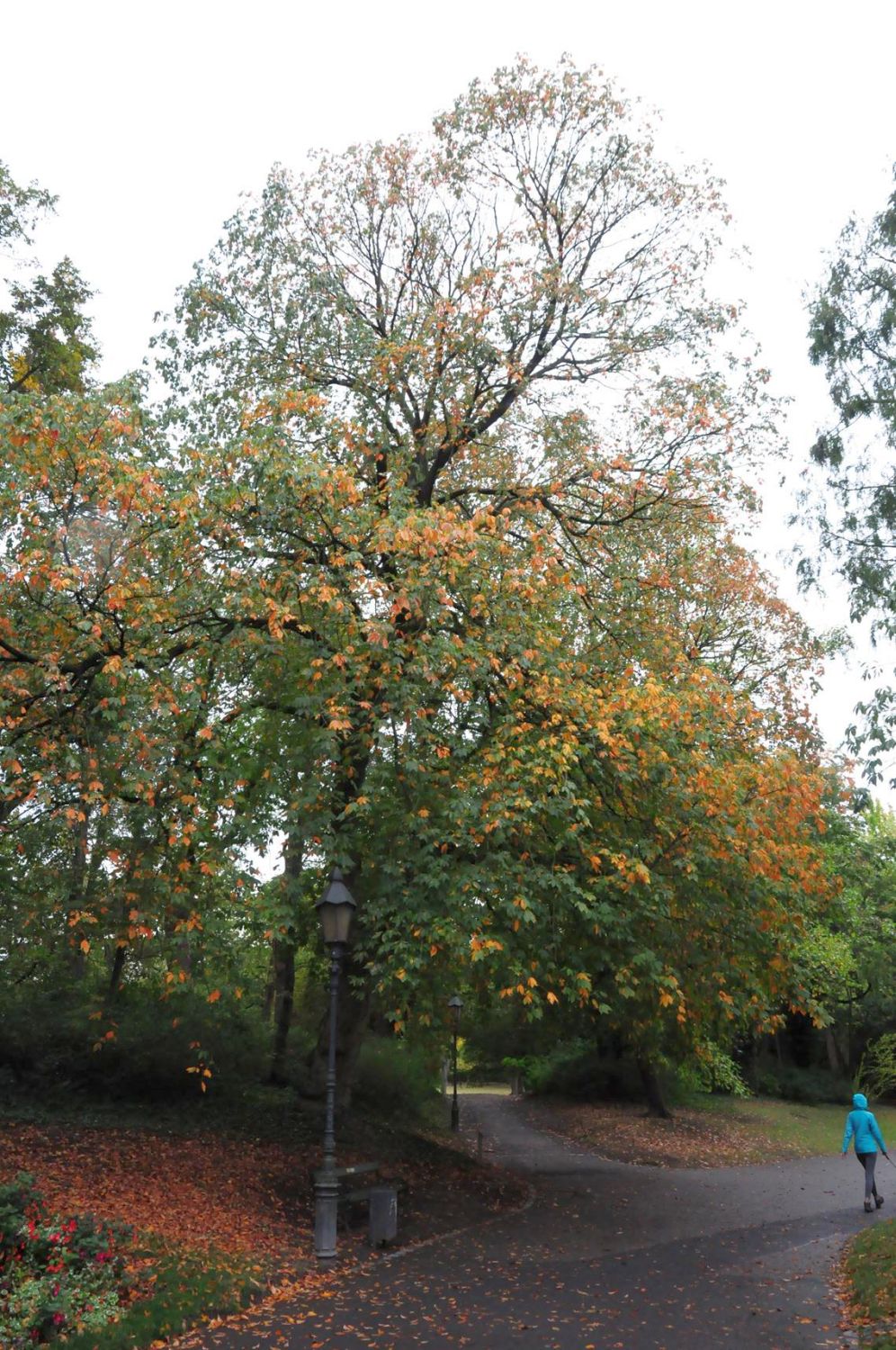 Aesculus flava