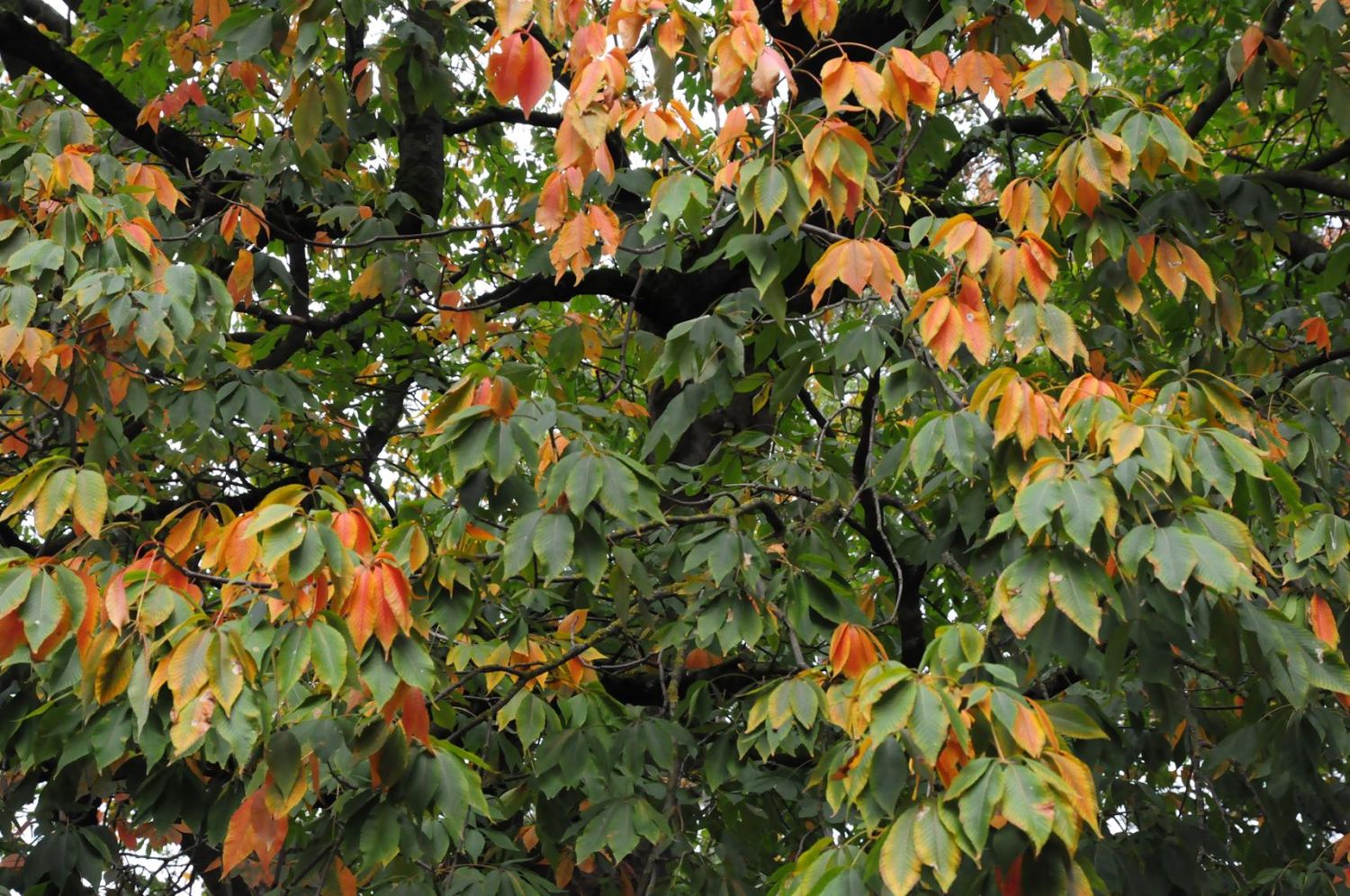 Aesculus flava - Würzburg, Ringpark - 2019