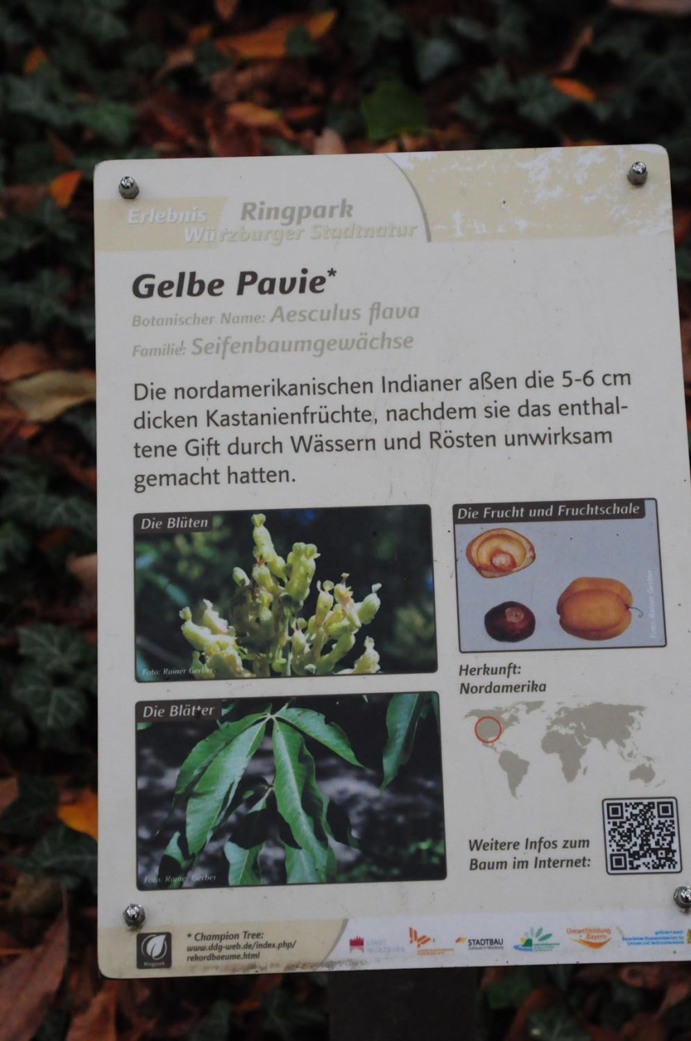 Aesculus flava - Würzburg, Ringpark - 2019