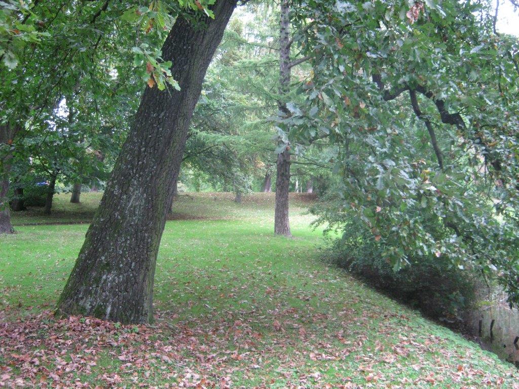 Quercus cerris - Gotha - 2014
