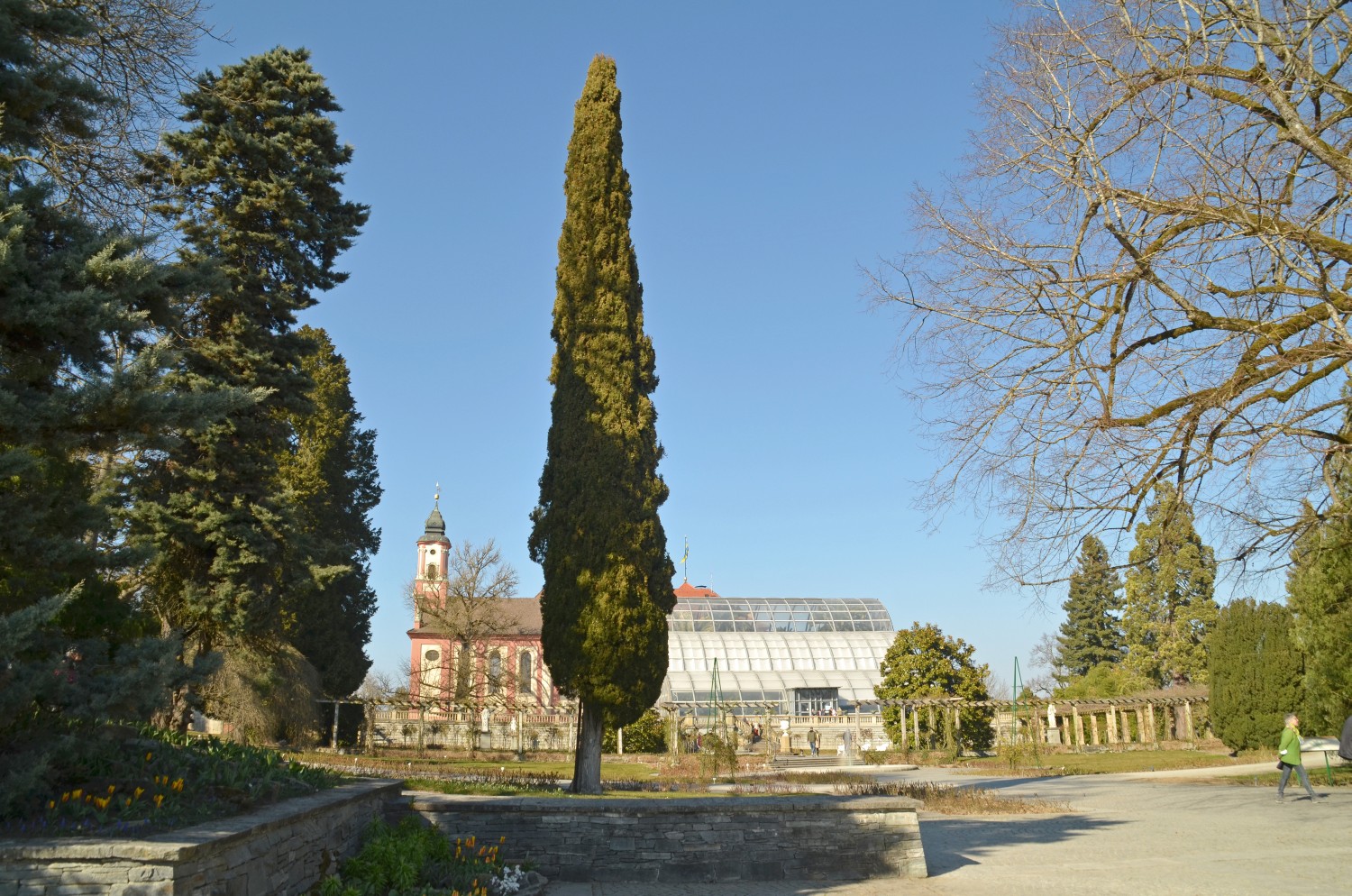 Cupressus sempervirens var. stricta